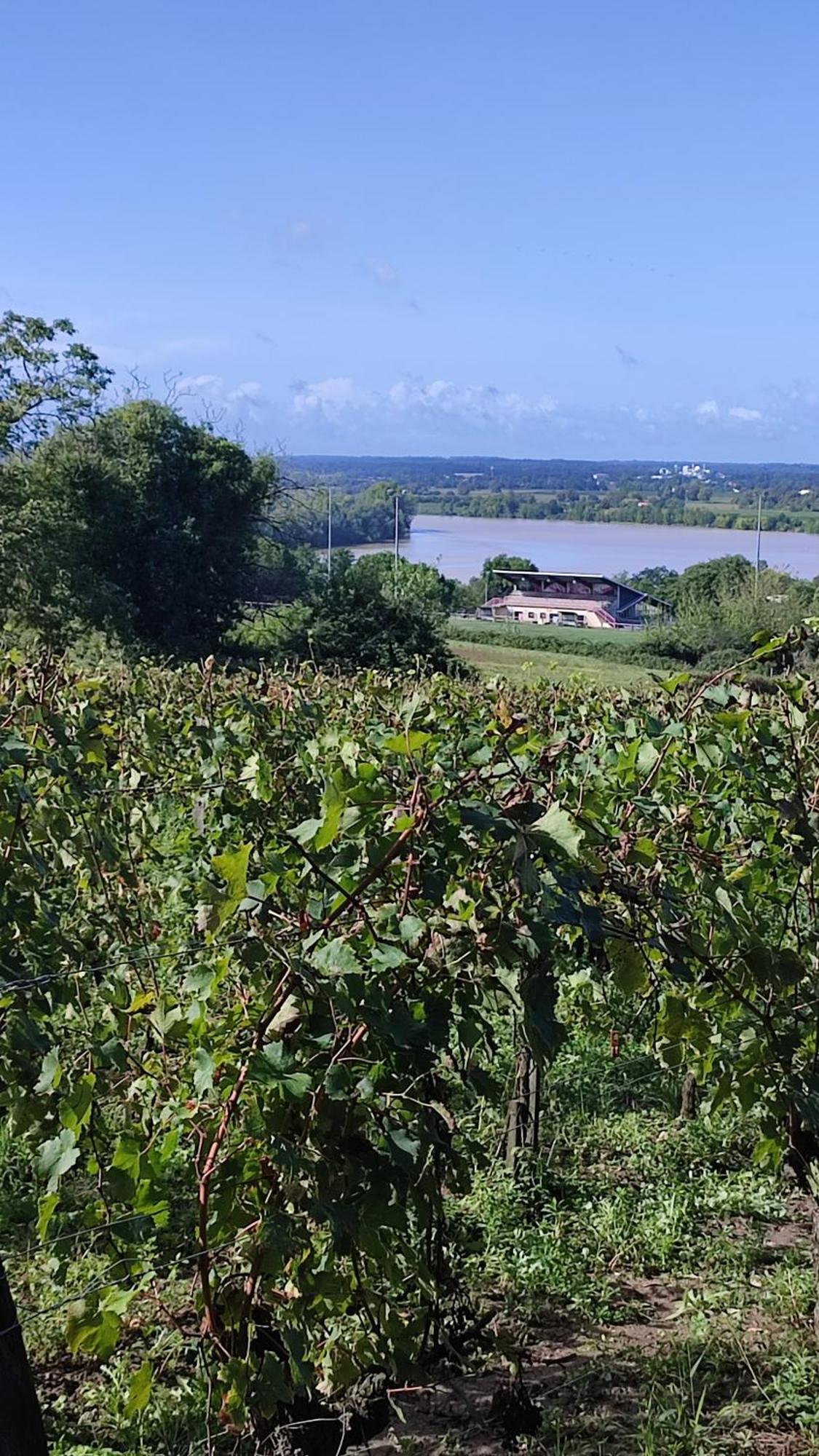 Maison Charmeilles - La Suite Saint Emilion Fronsac  Exteriér fotografie